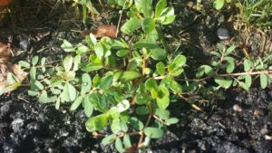 Purslane